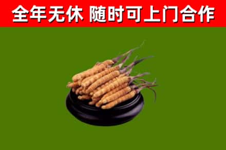 浉河烟酒回收冬虫夏草.jpg